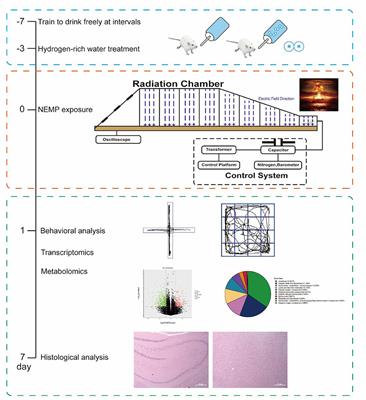 Transcriptomic and metabolomic studies on the protective effect of molecular hydrogen against nuclear electromagnetic pulse-induced brain damage